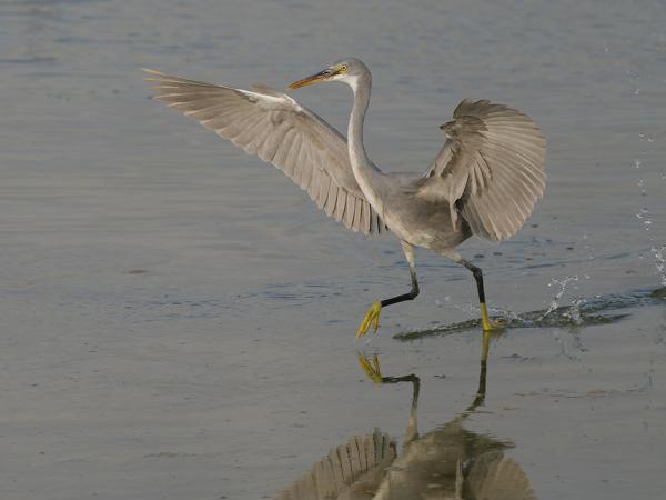 <h3>Egretta gularis / Western reef heron / Westelijke rifreiger</h3>OM-1 Mark II with OLYMPUS M.150-400mm F4.5 TC, 1/2000 sec at F5.6, ISO 500, distance 39.0 m